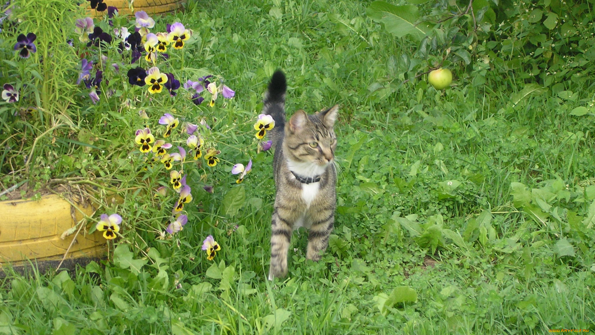 животные, коты