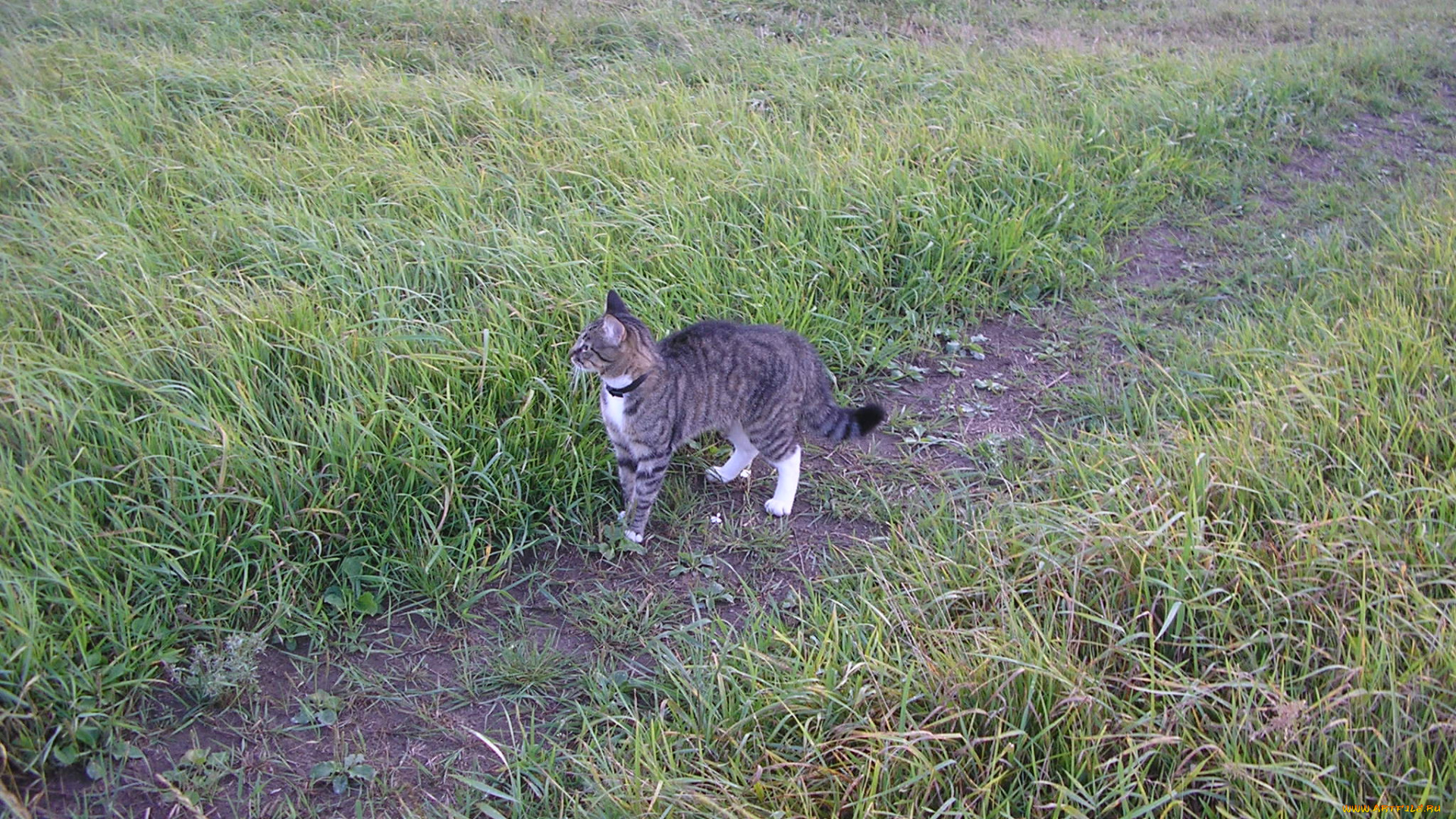 животные, коты