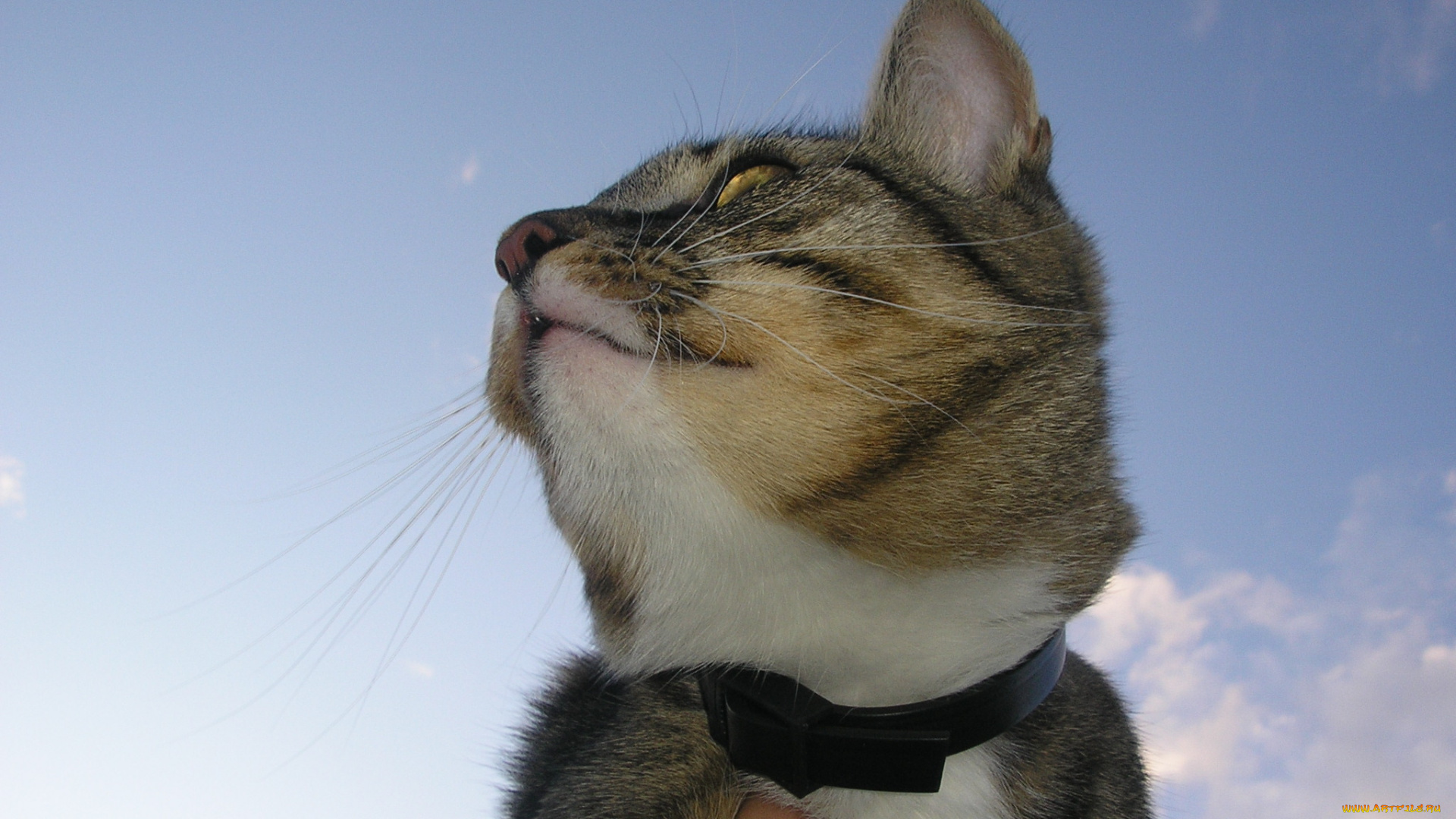 животные, коты