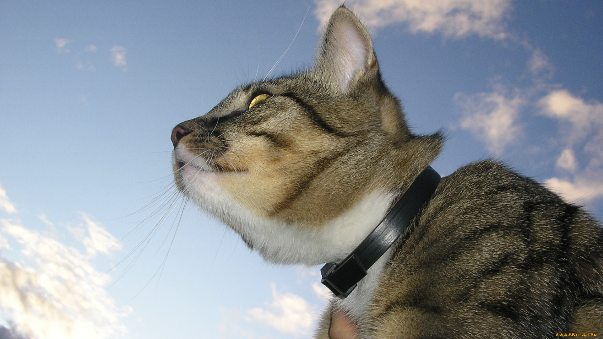 животные, коты