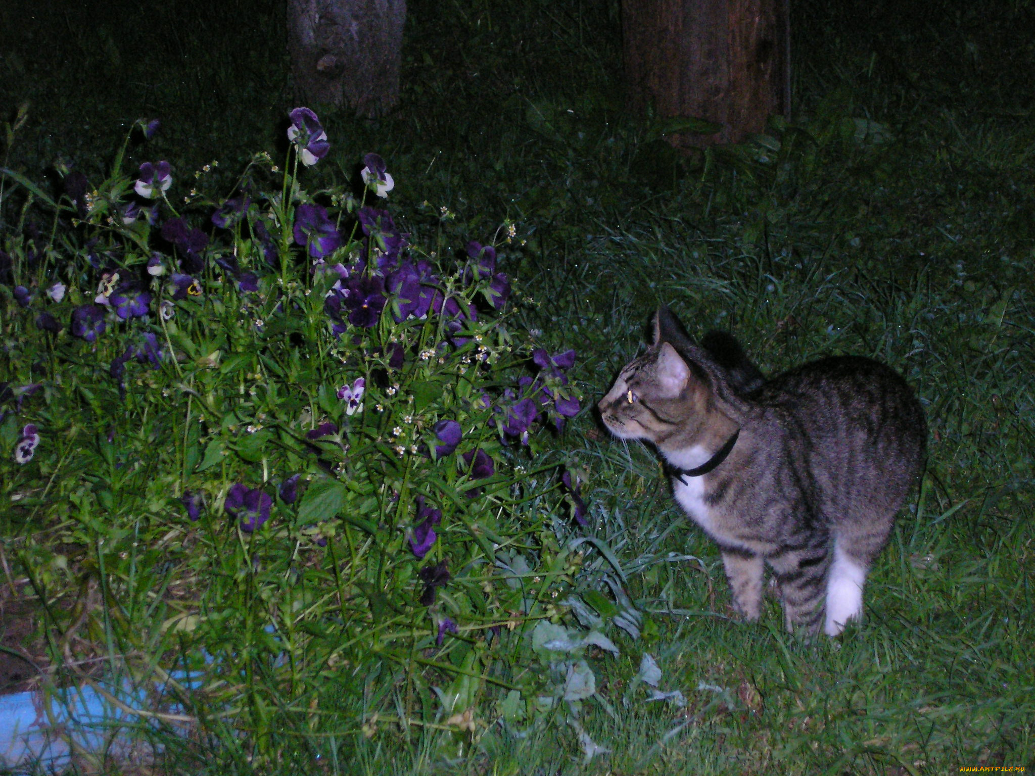 животные, коты