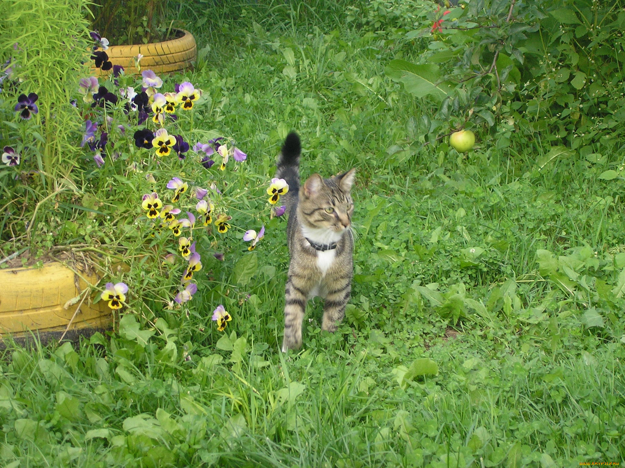 животные, коты