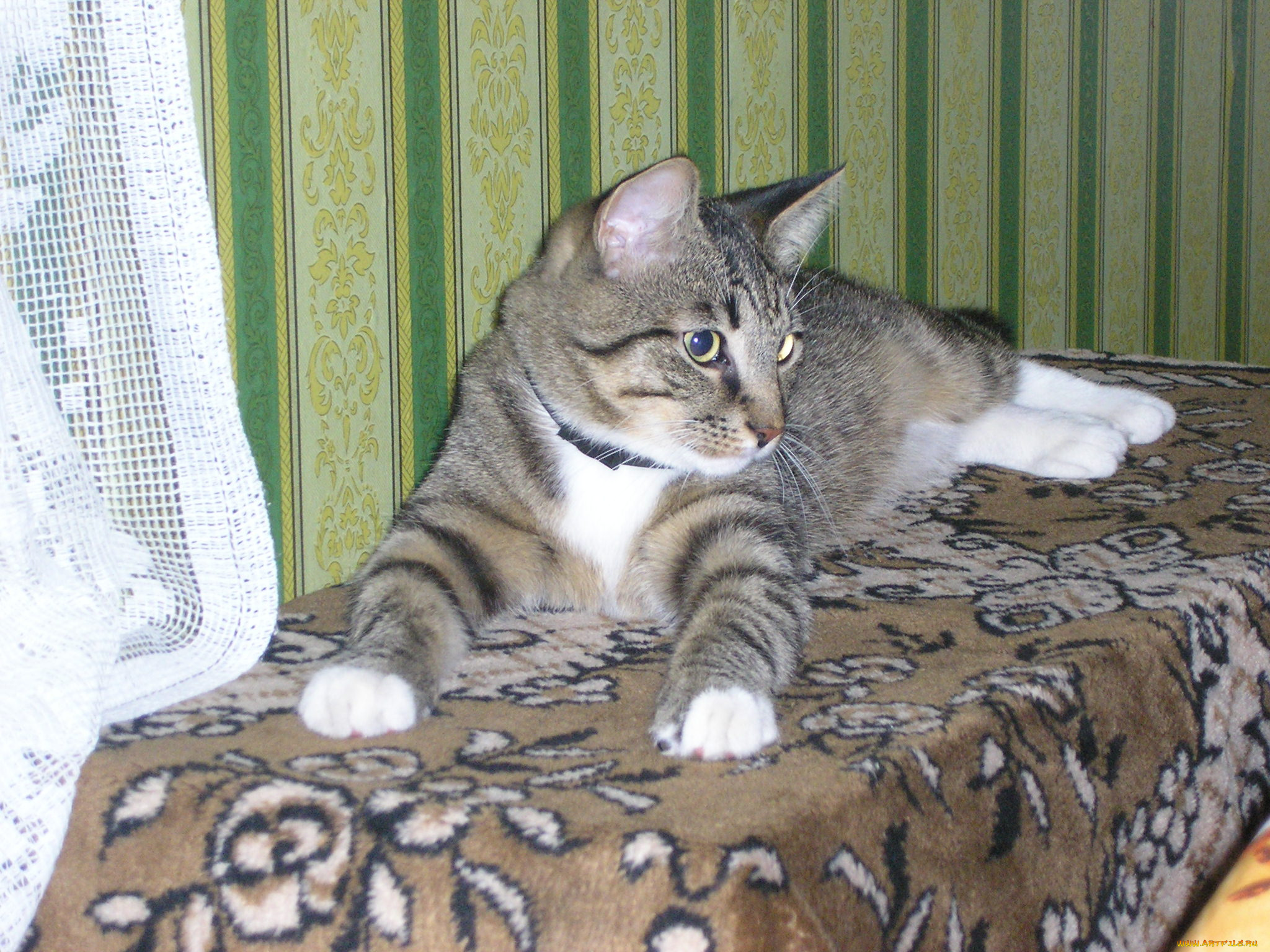 животные, коты