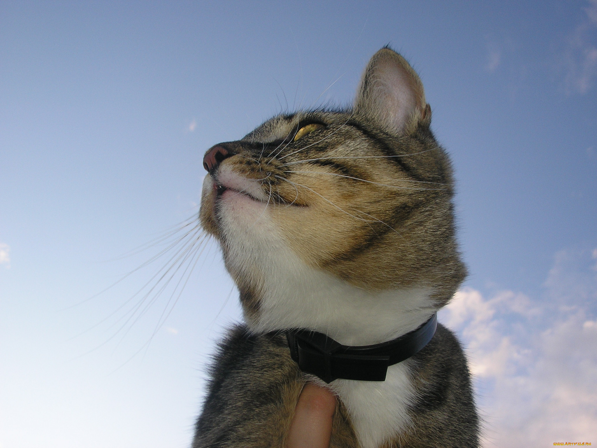 животные, коты