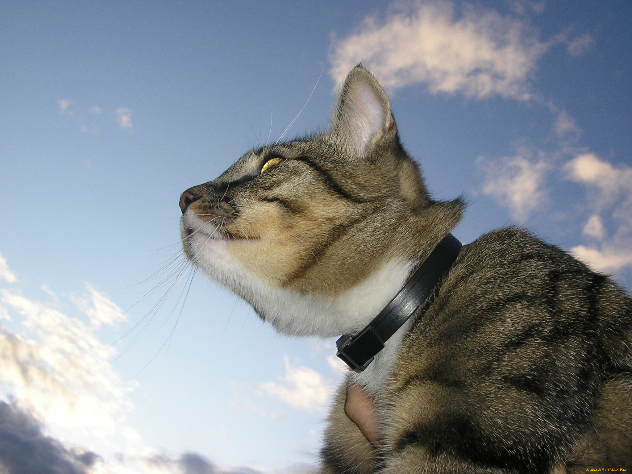 животные, коты