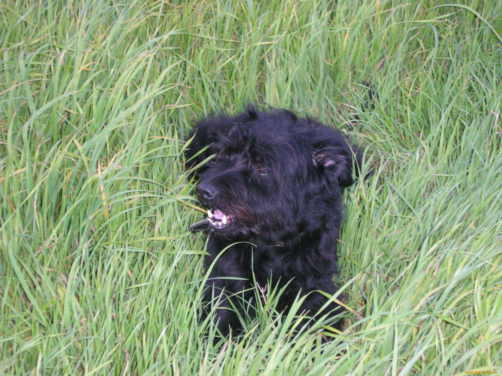 животные, собаки