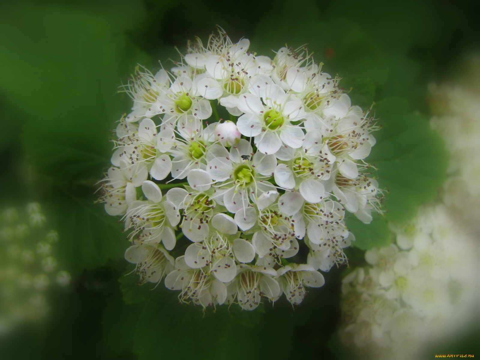 цветы, цветущие, деревья, кустарники
