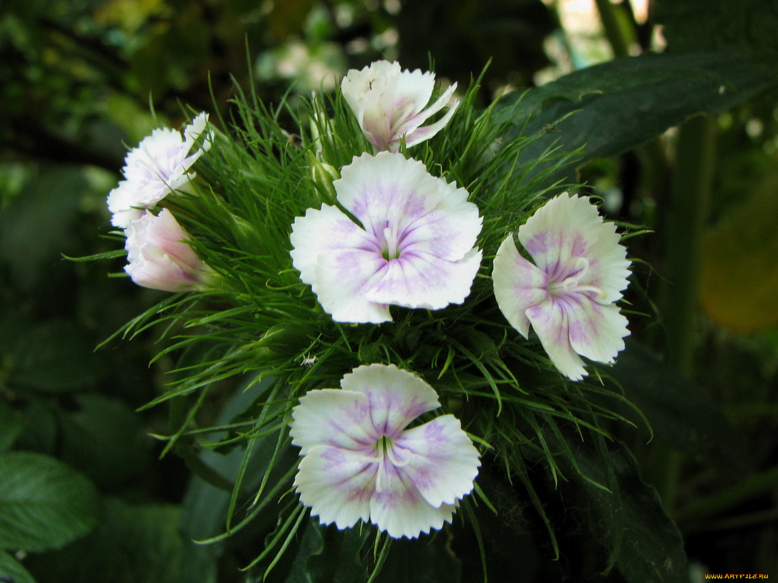 цветы, гвоздики