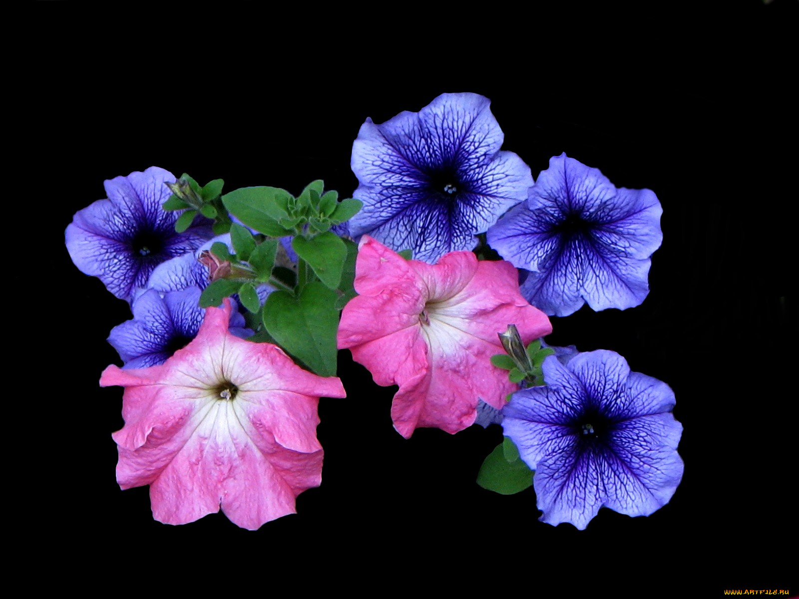 цветы, петунии, калибрахоа