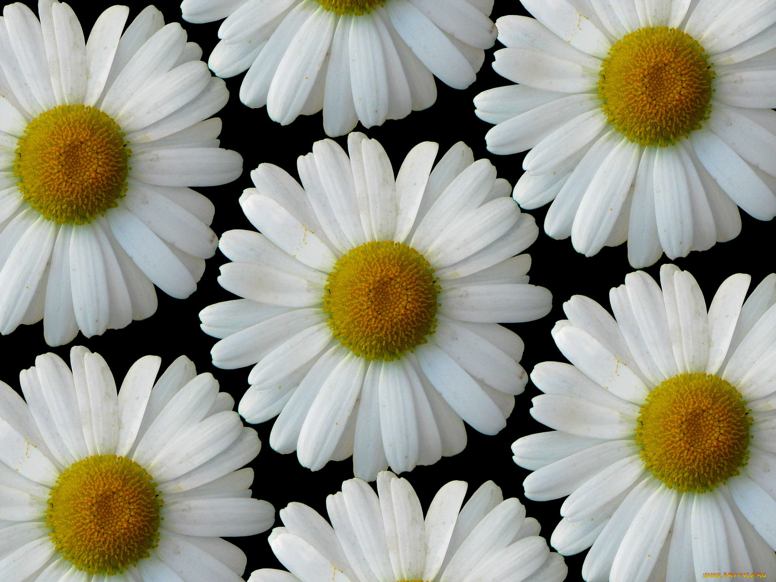 цветы, ромашки