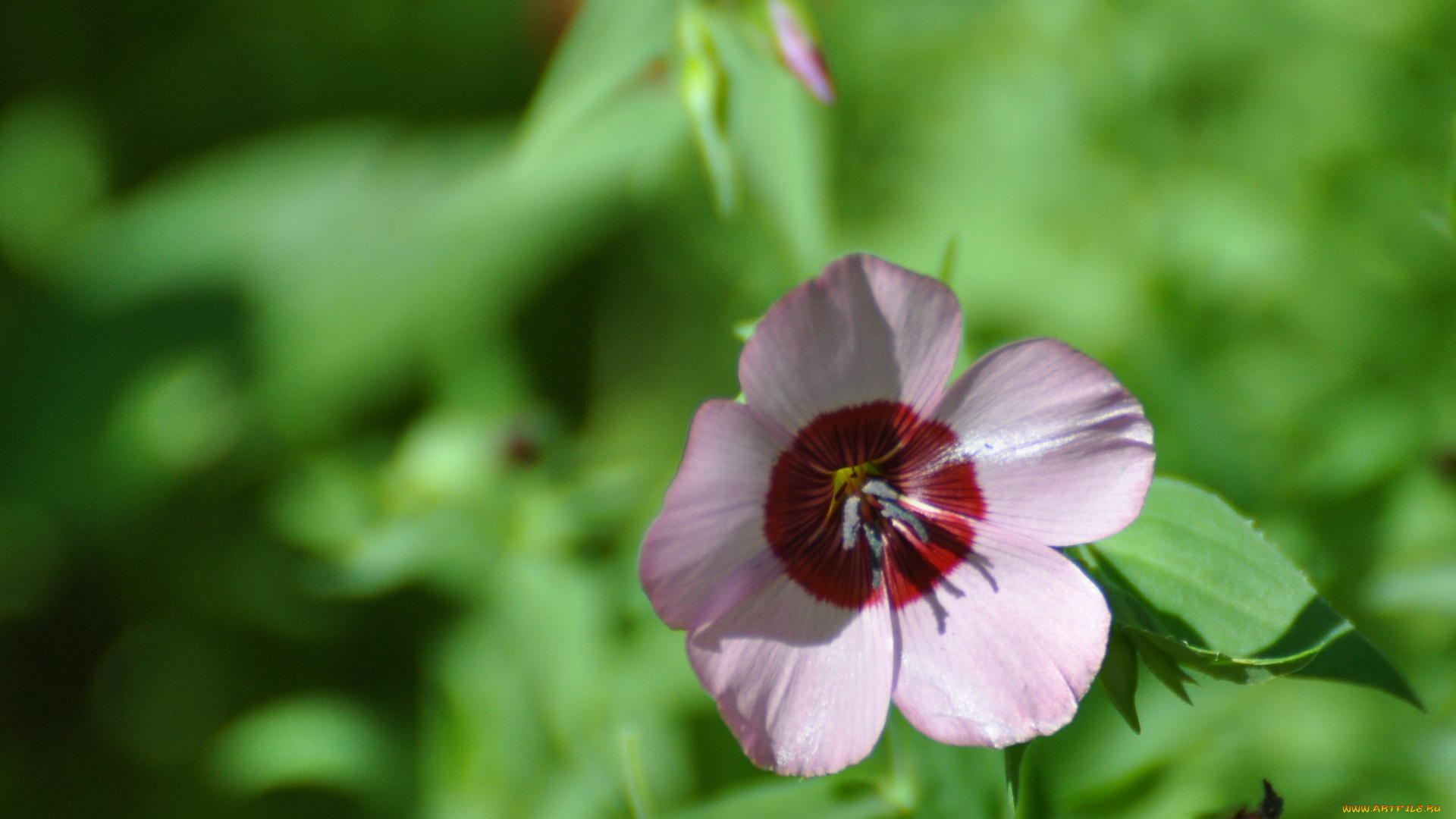 цветы, луговые, полевые