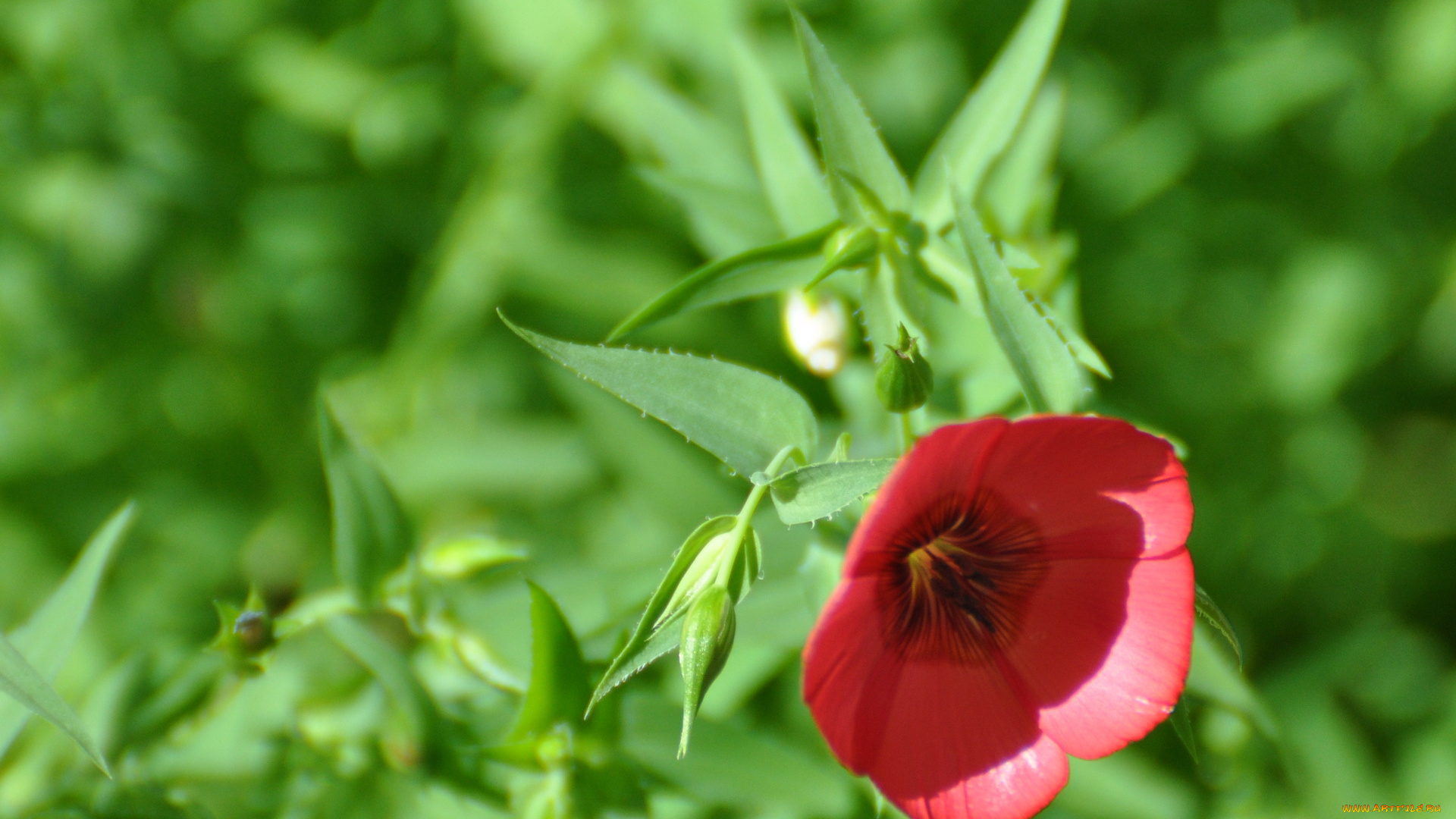 цветы, луговые, полевые