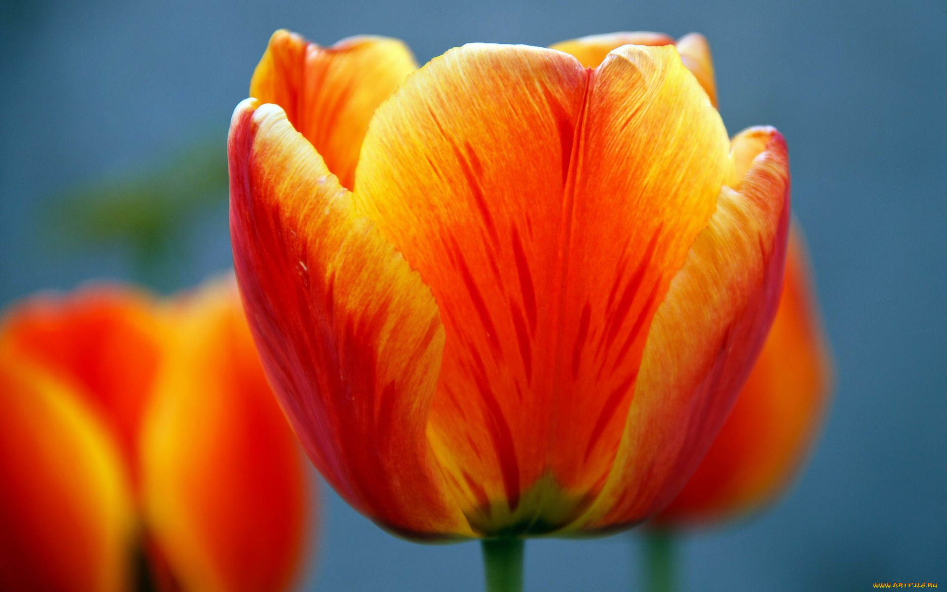 цветы, тюльпаны