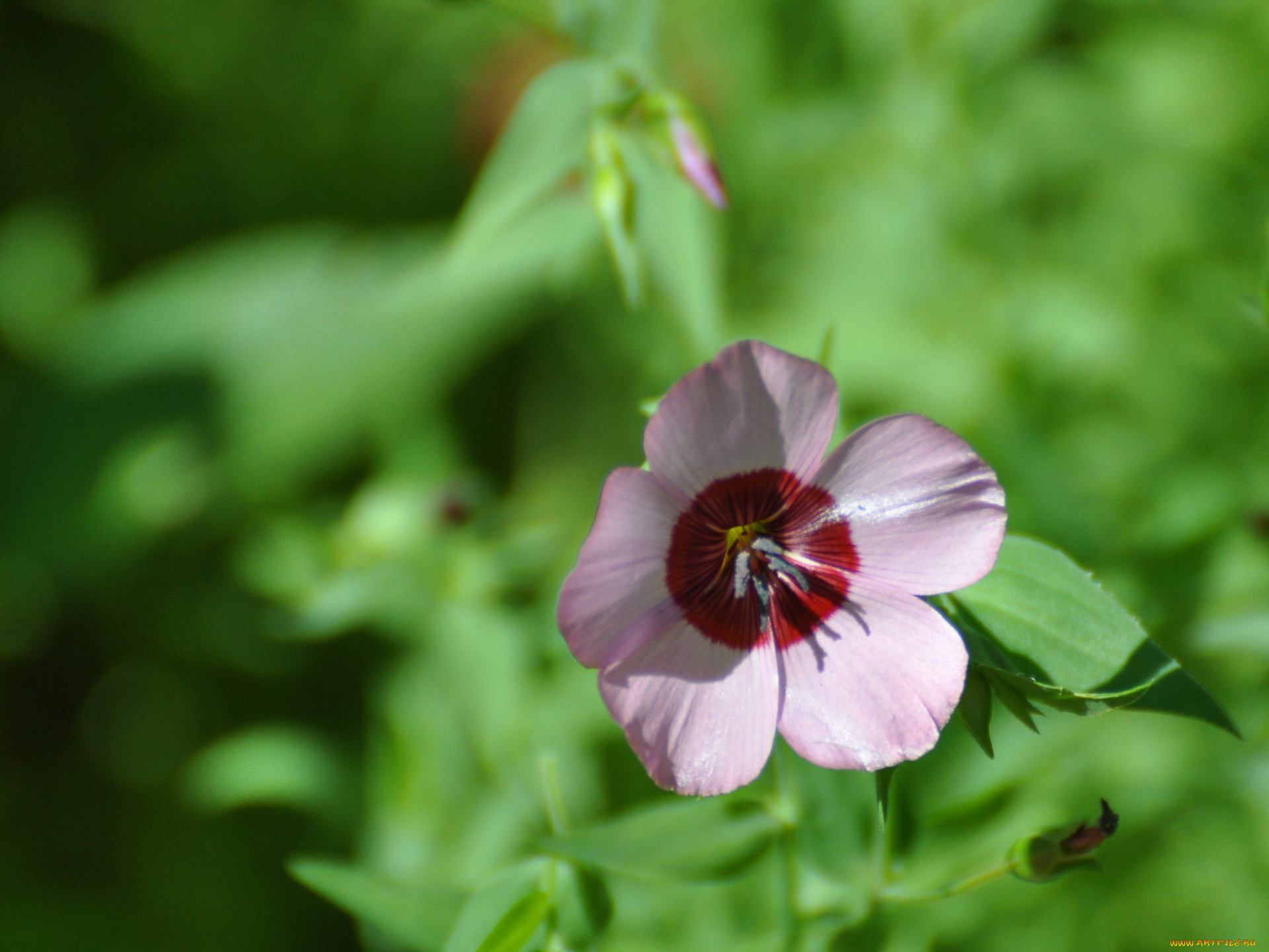 цветы, луговые, полевые
