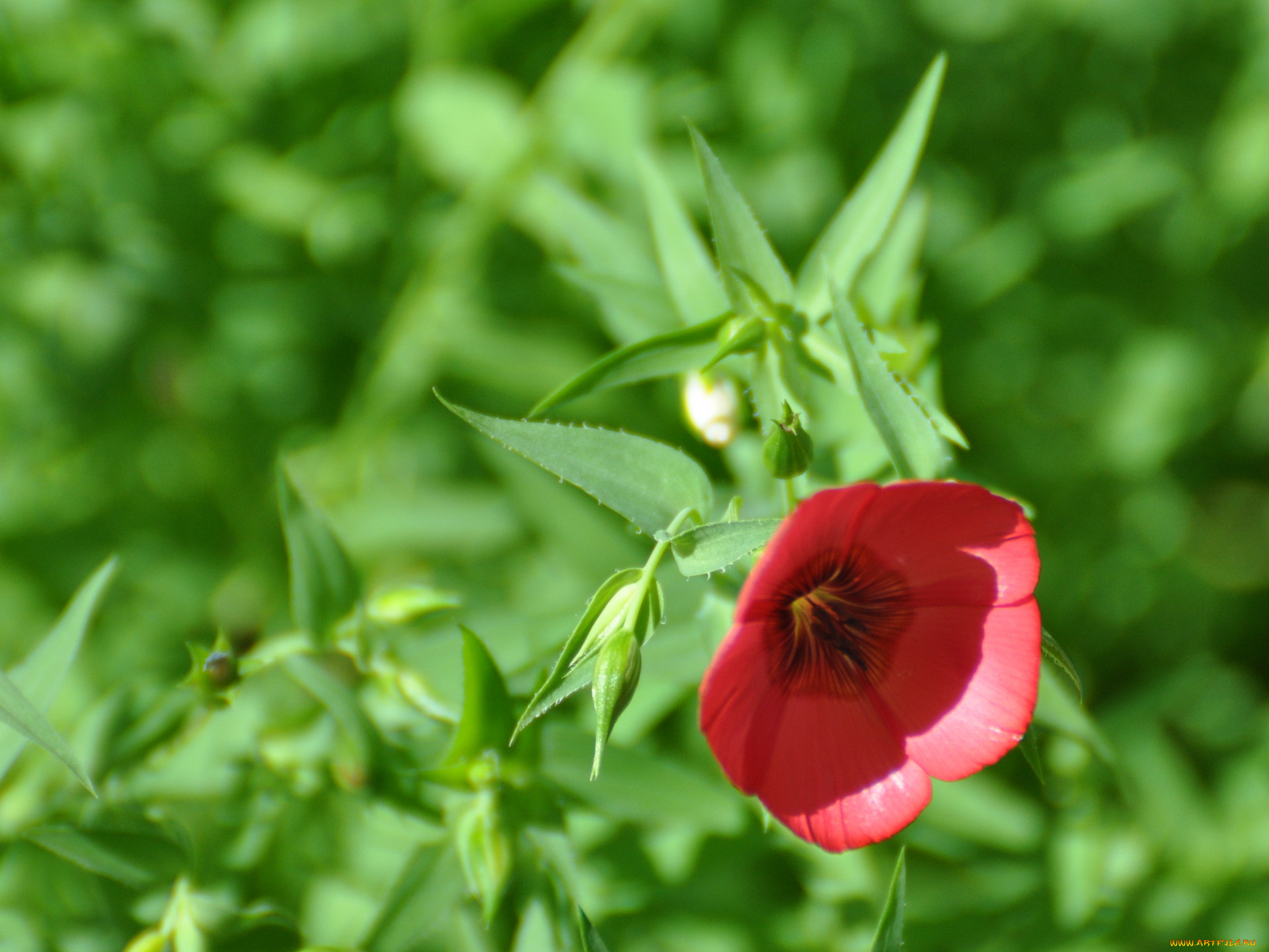 цветы, луговые, полевые