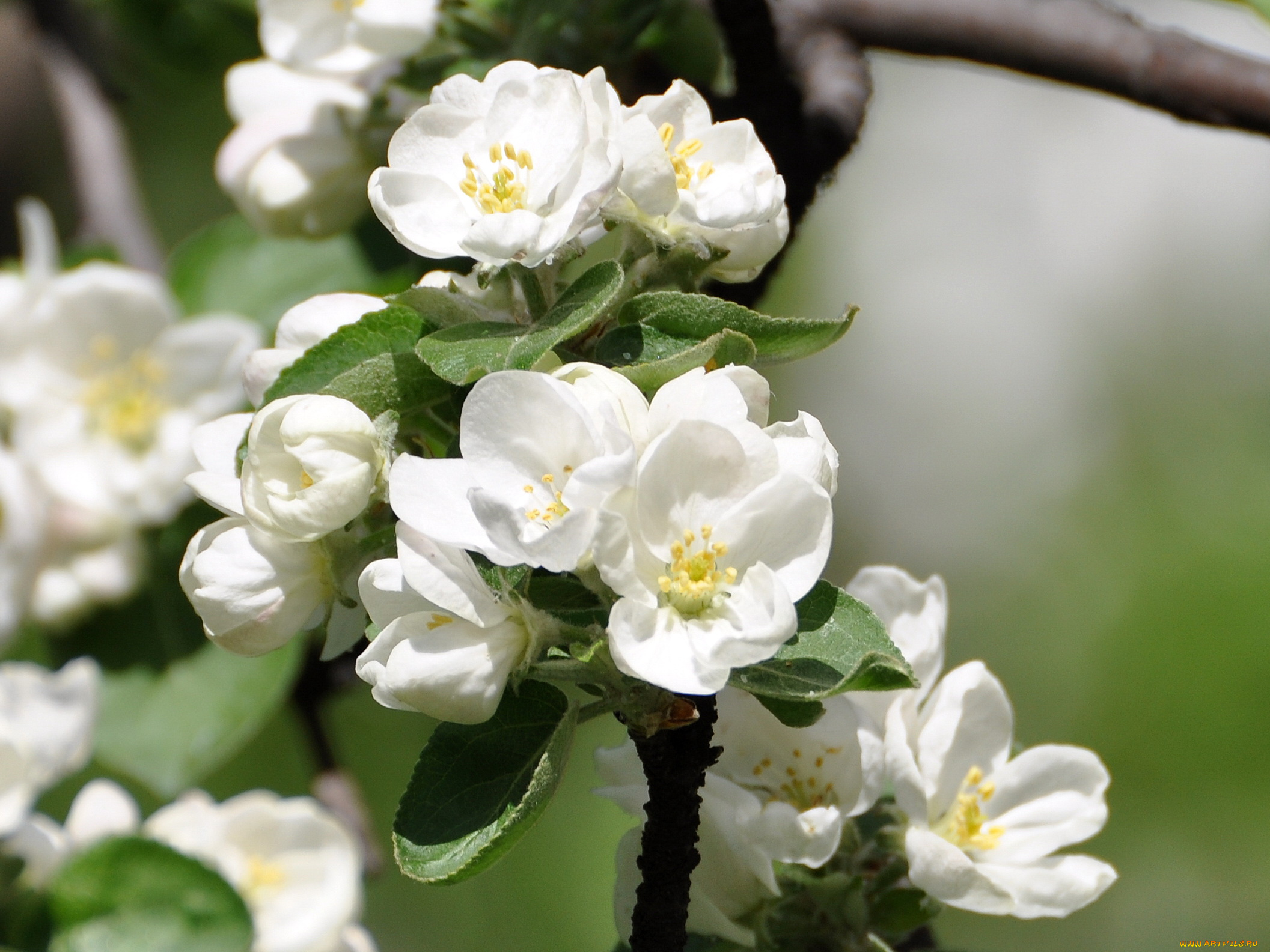 цветы, цветущие, деревья, кустарники