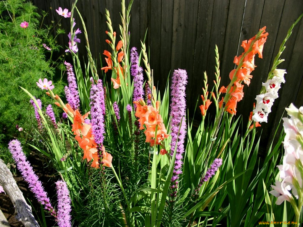 цветы, разные, вместе