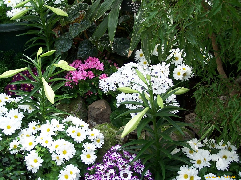 цветы, разные, вместе