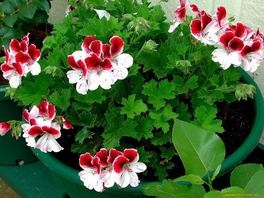 герань, цветы