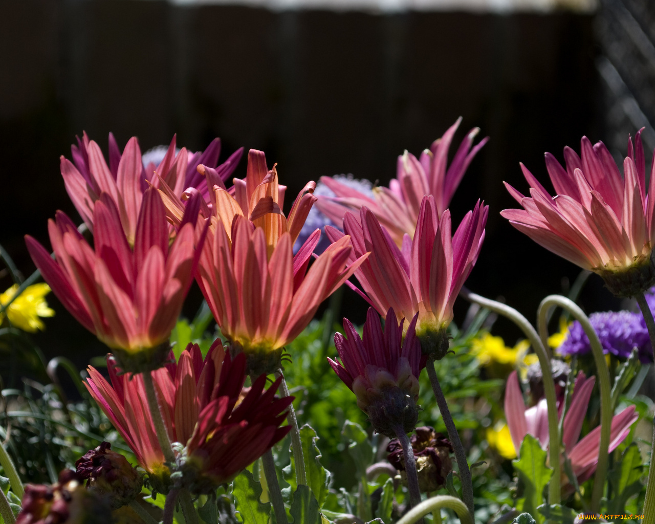 цветы, цинерария