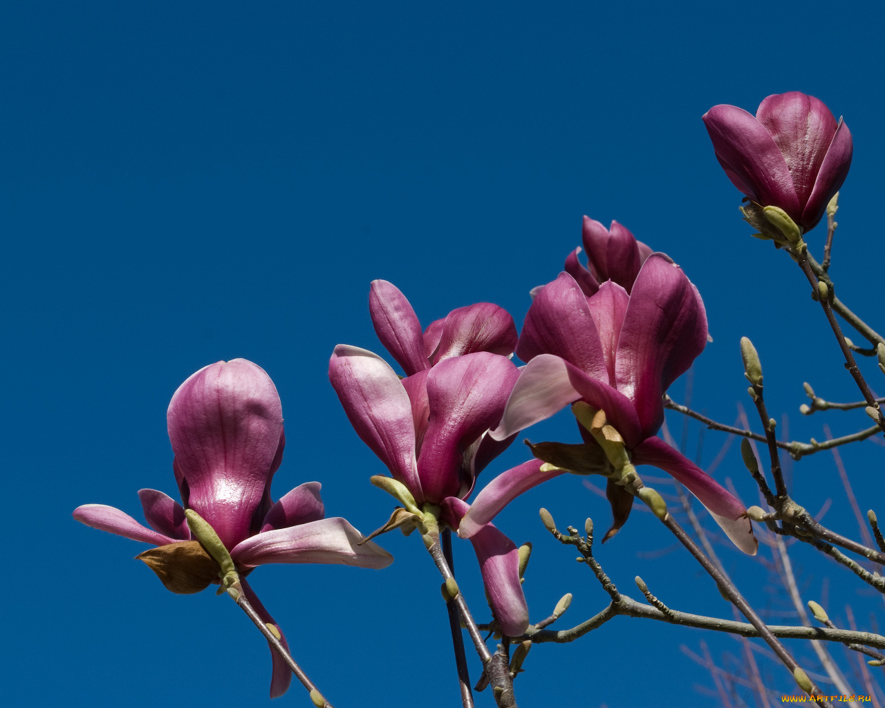 цветы, магнолии