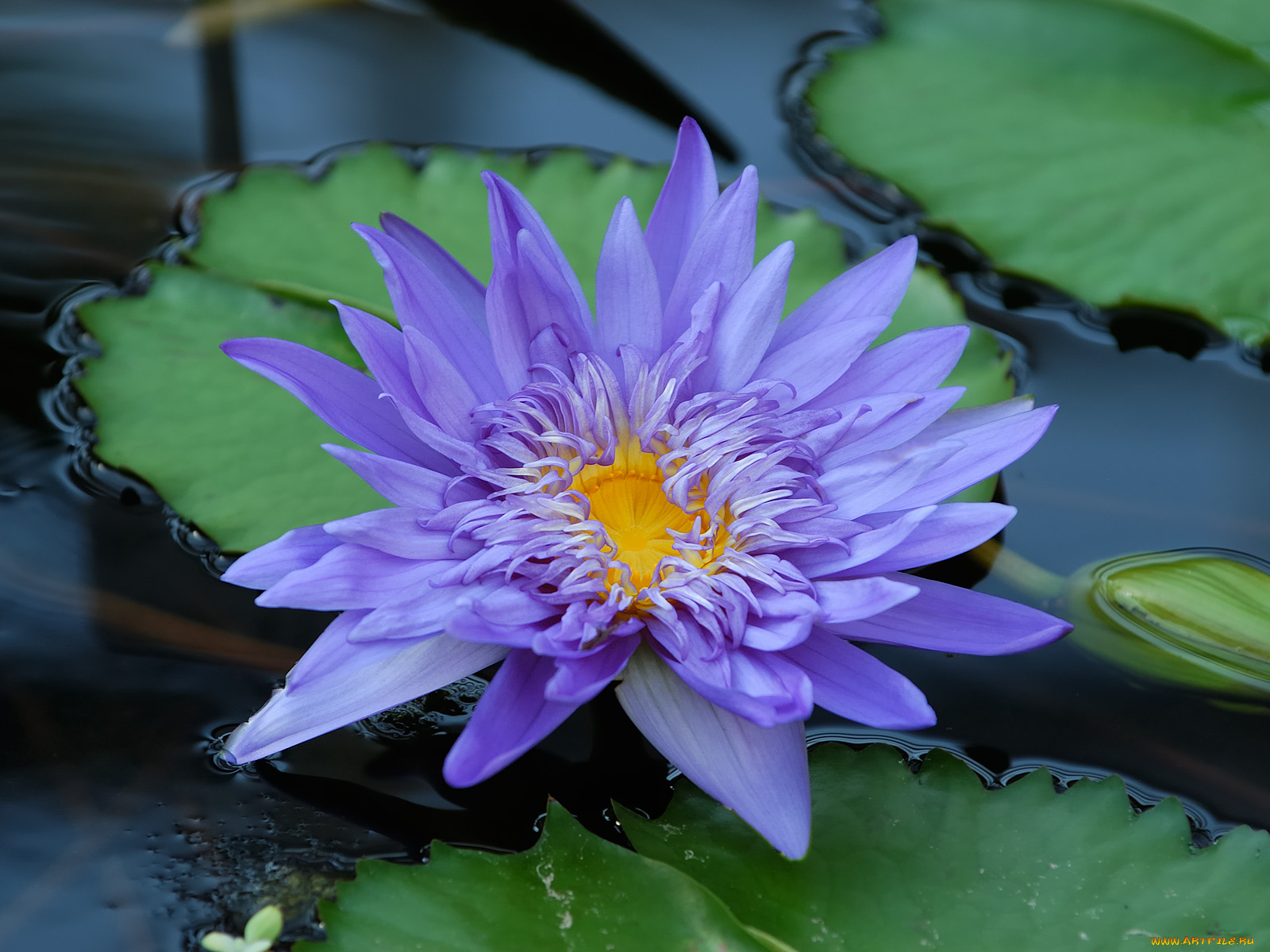 цветы, лилии, водяные, нимфеи, кувшинки