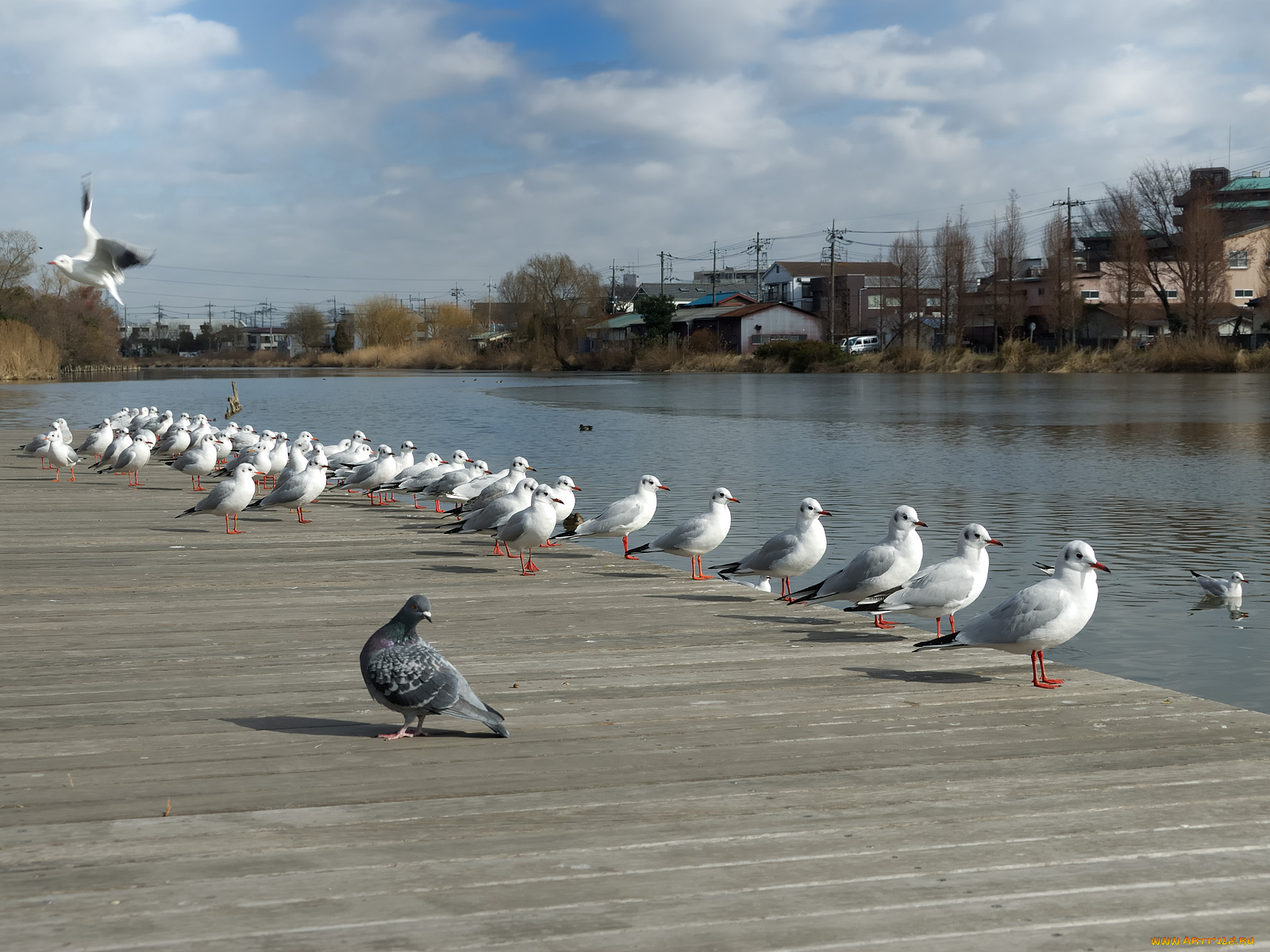 животные, Чайки, бакланы, крачки