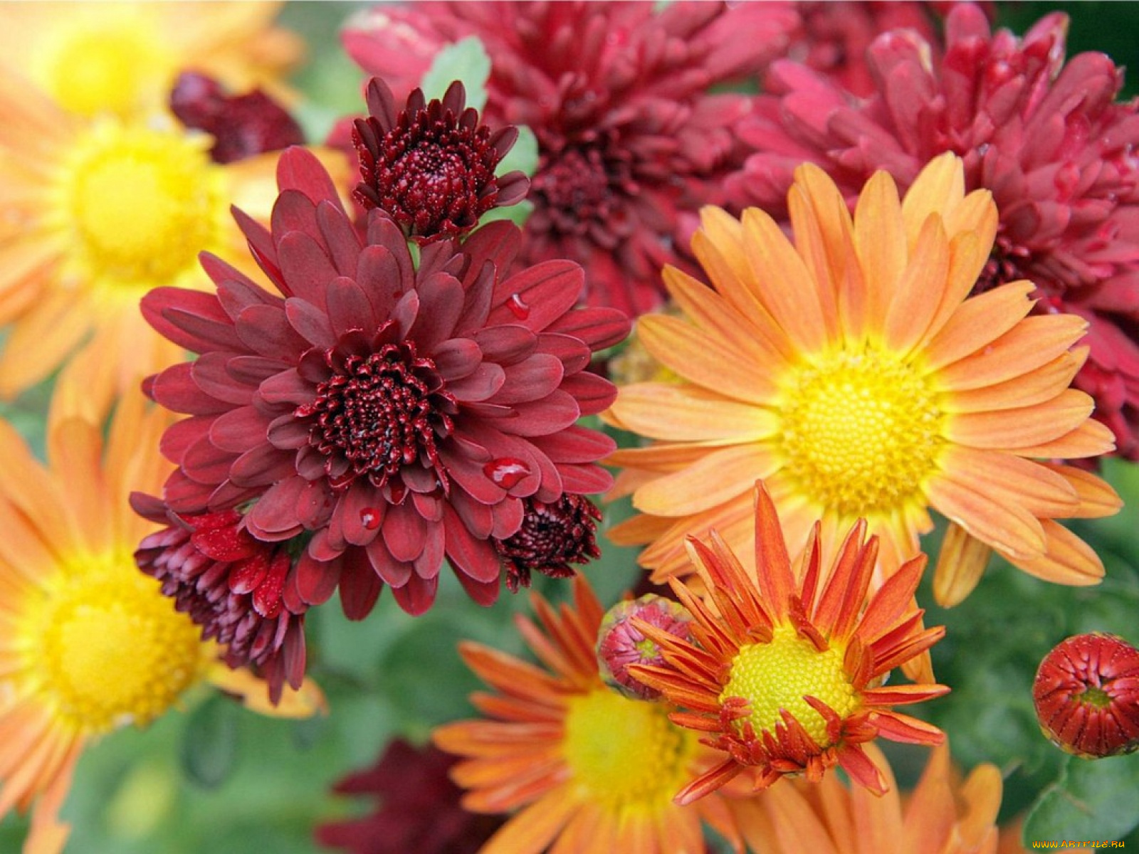 цветы, хризантемы, бордовый, оранжевый