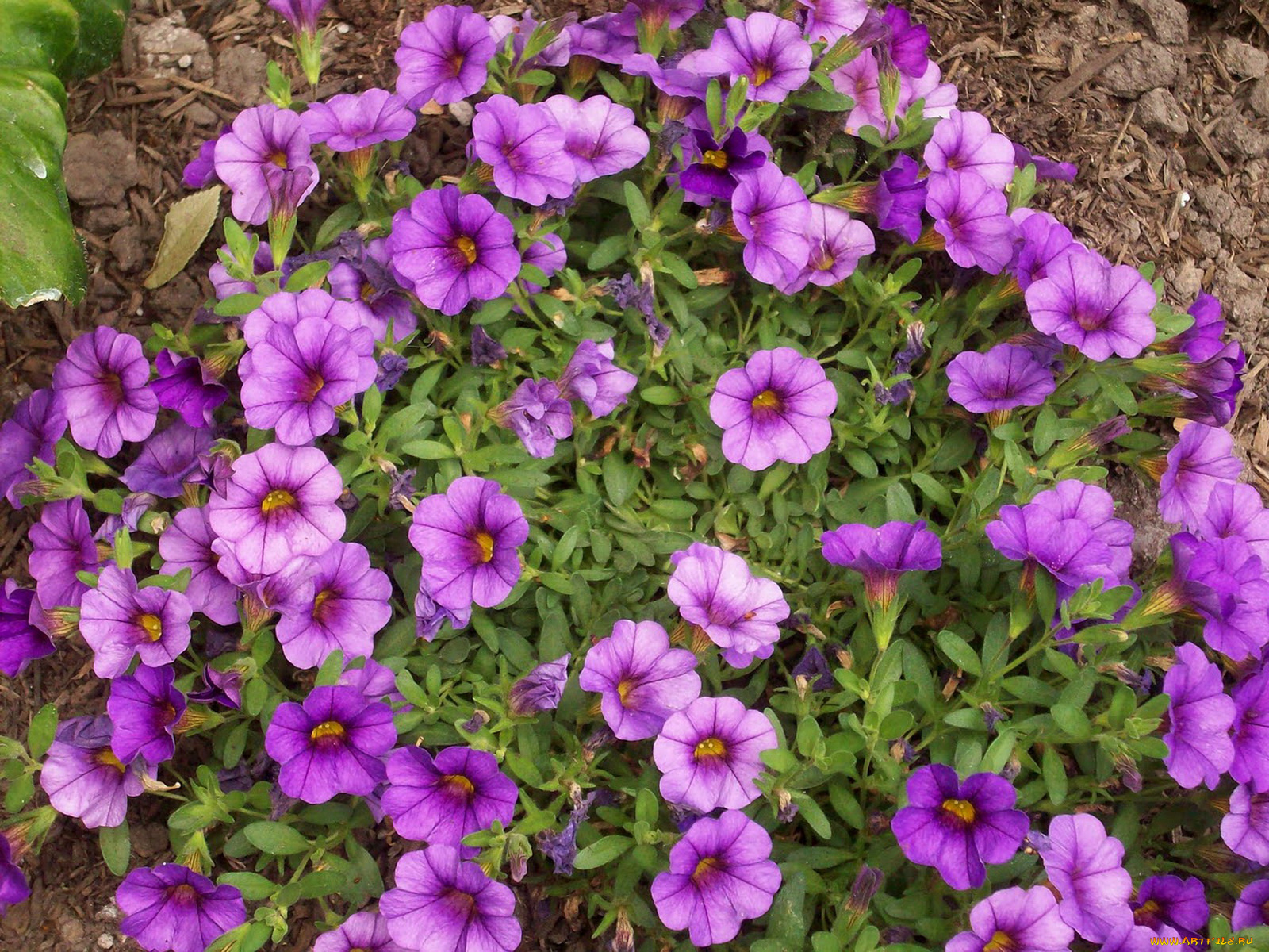 калибрахоа, цветы, петунии