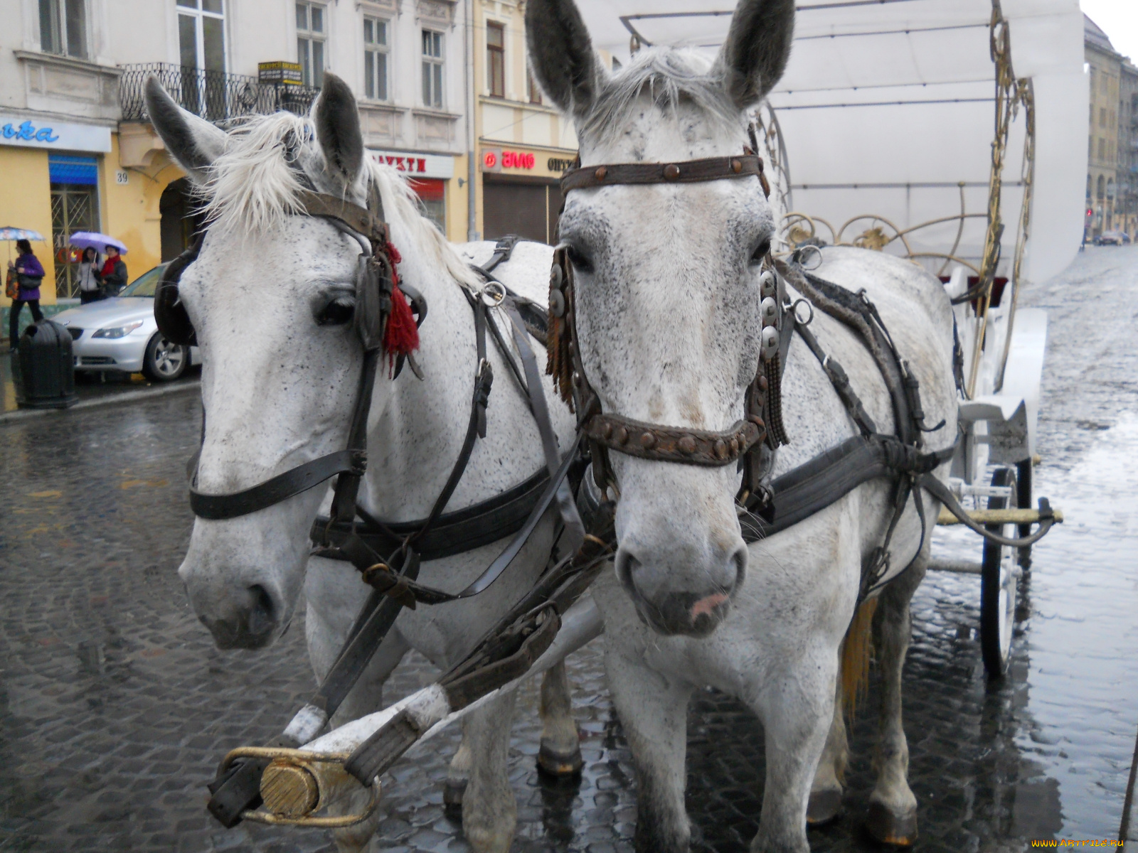 животные, лошади, упряжь