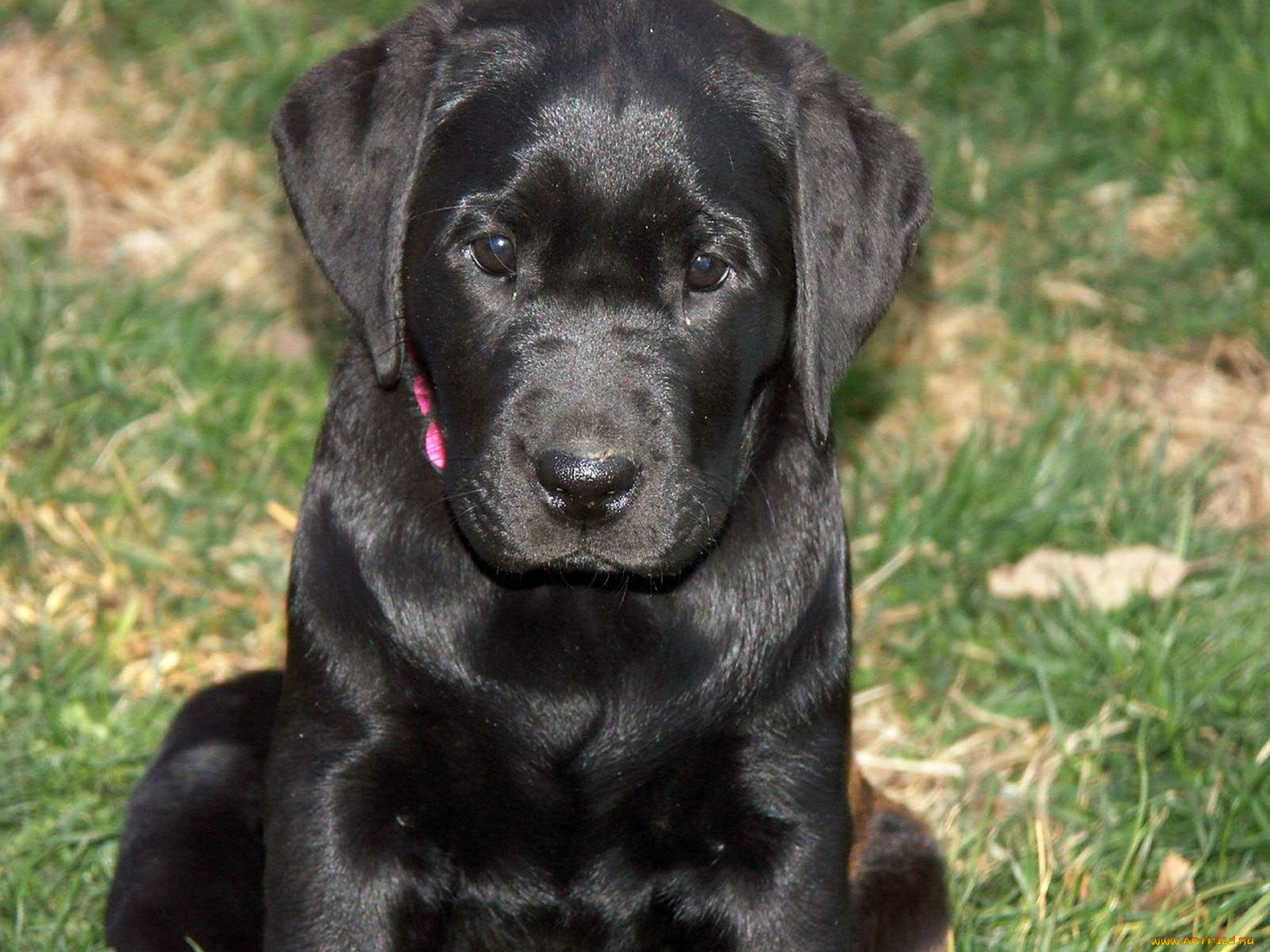 животные, собаки, щенок