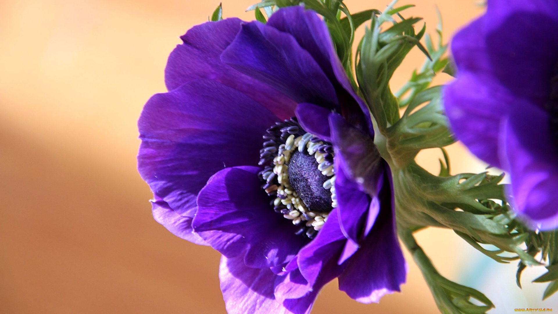 цветы, анемоны, адонисы, фиолетовый