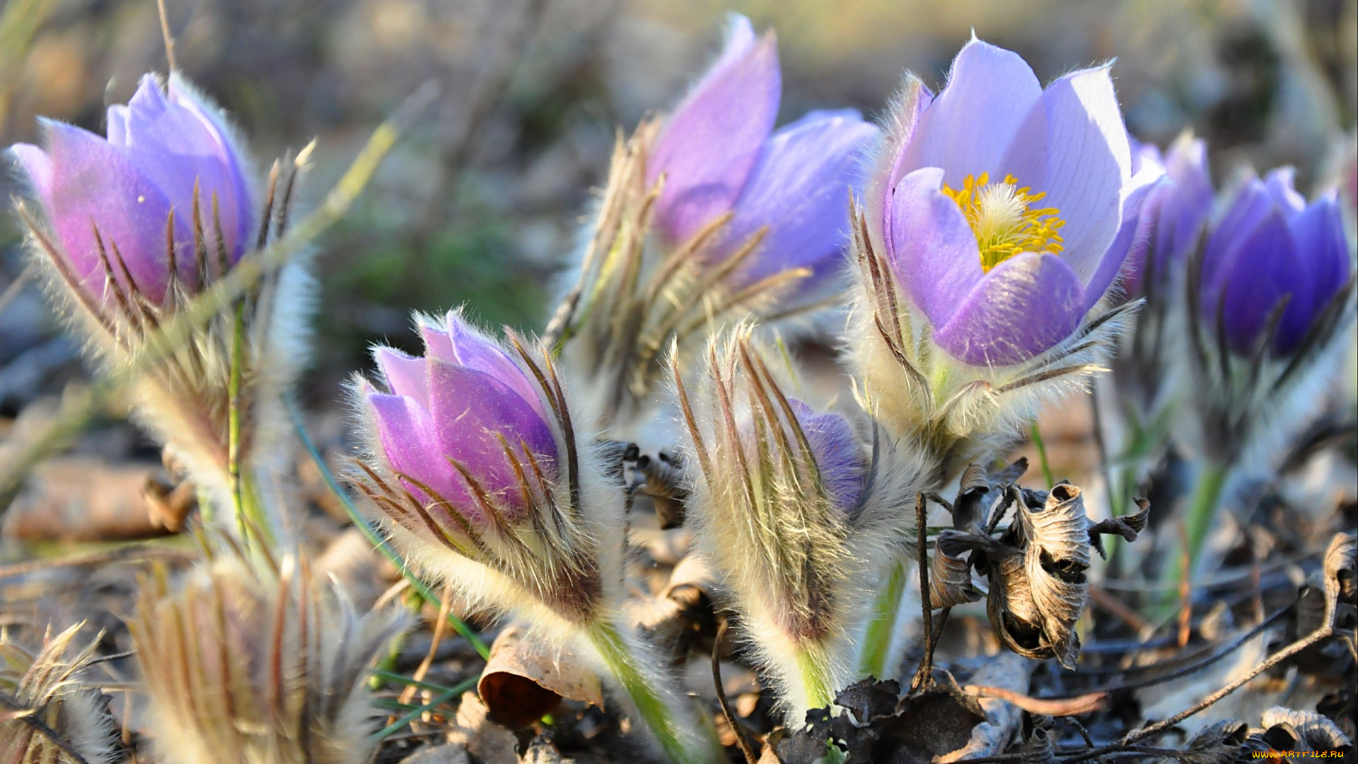 цветы, анемоны, адонисы, ford, mustang, cobra, пушистый, весна