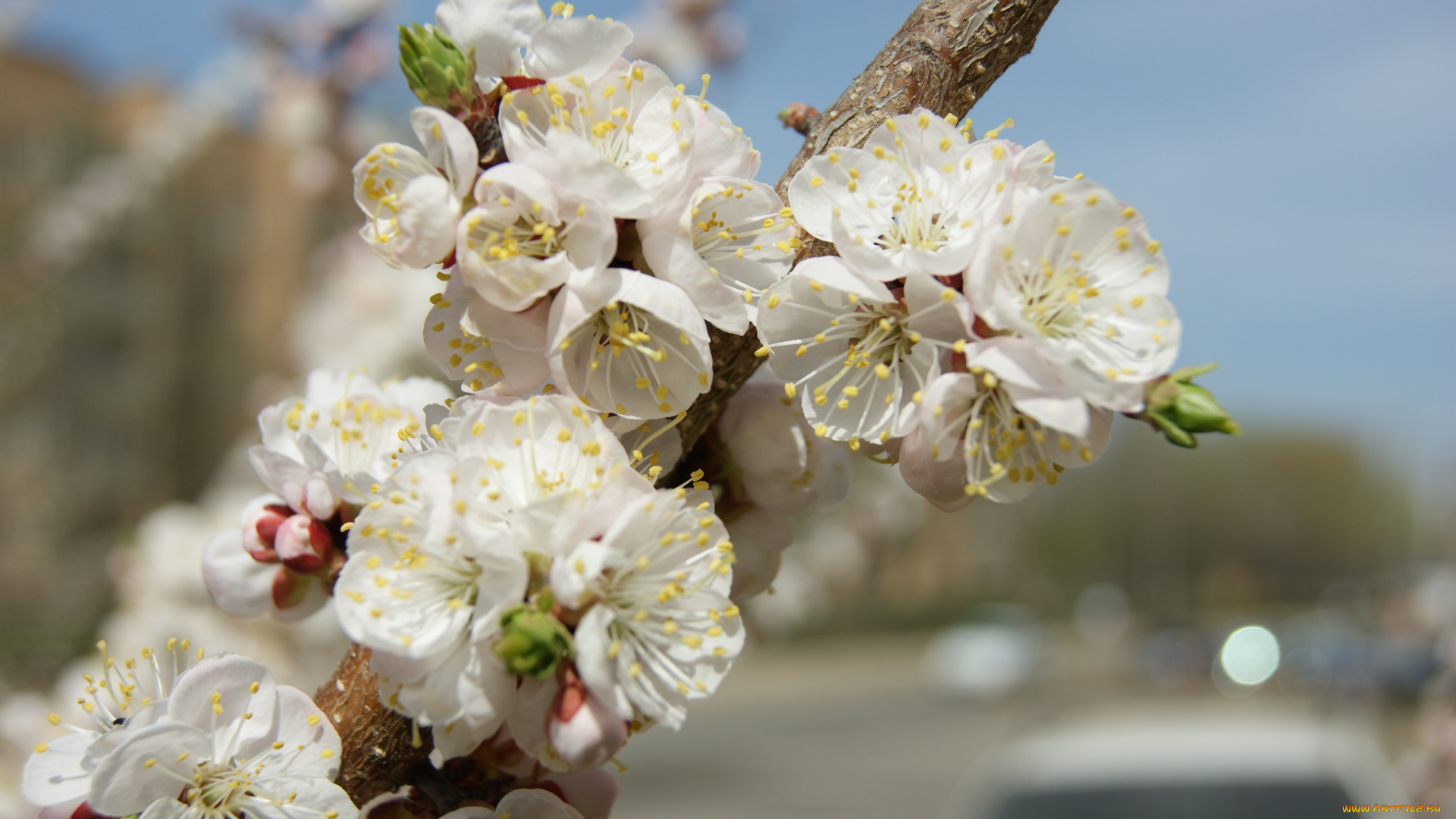 цветы, цветущие, деревья, кустарники, ветка, листочки, небо