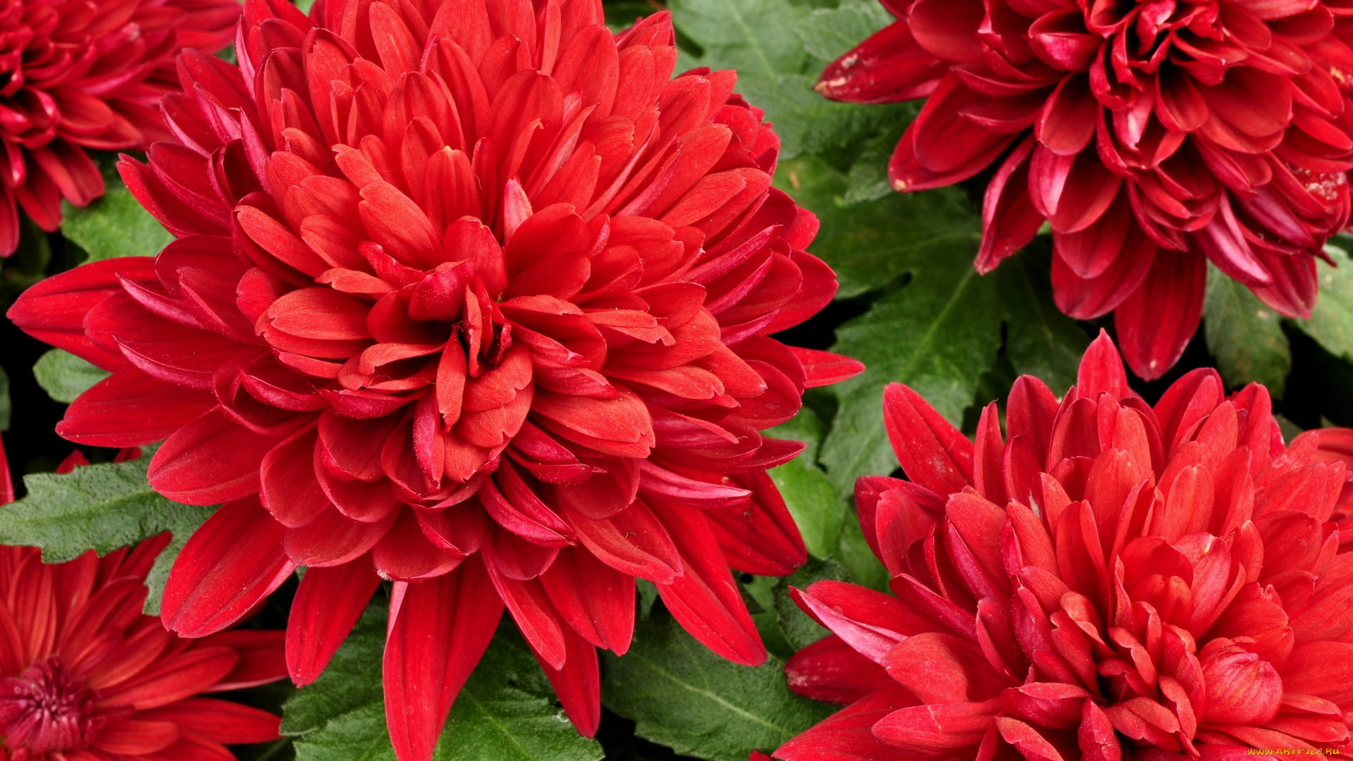 цветы, хризантемы, красный, лепестки