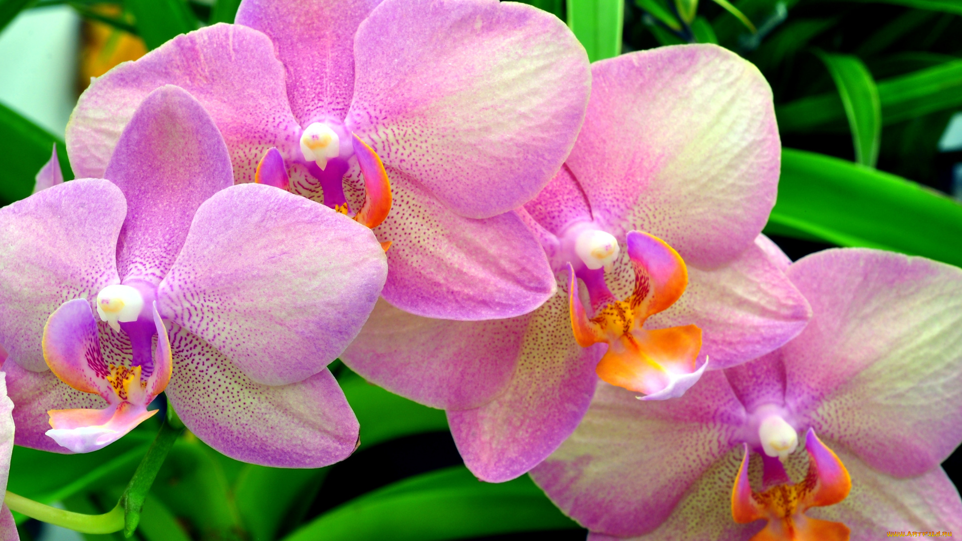 цветы, орхидеи, ford, mustang, cobra, розовый, ветка