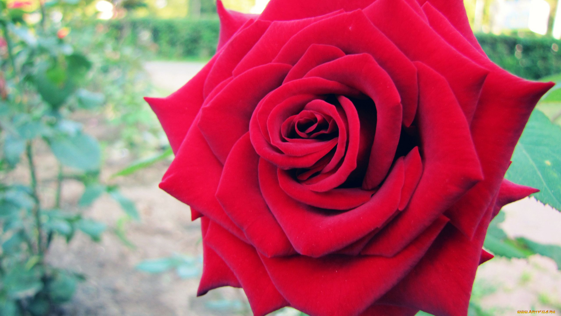 цветы, розы, ford, mustang, cobra, роза