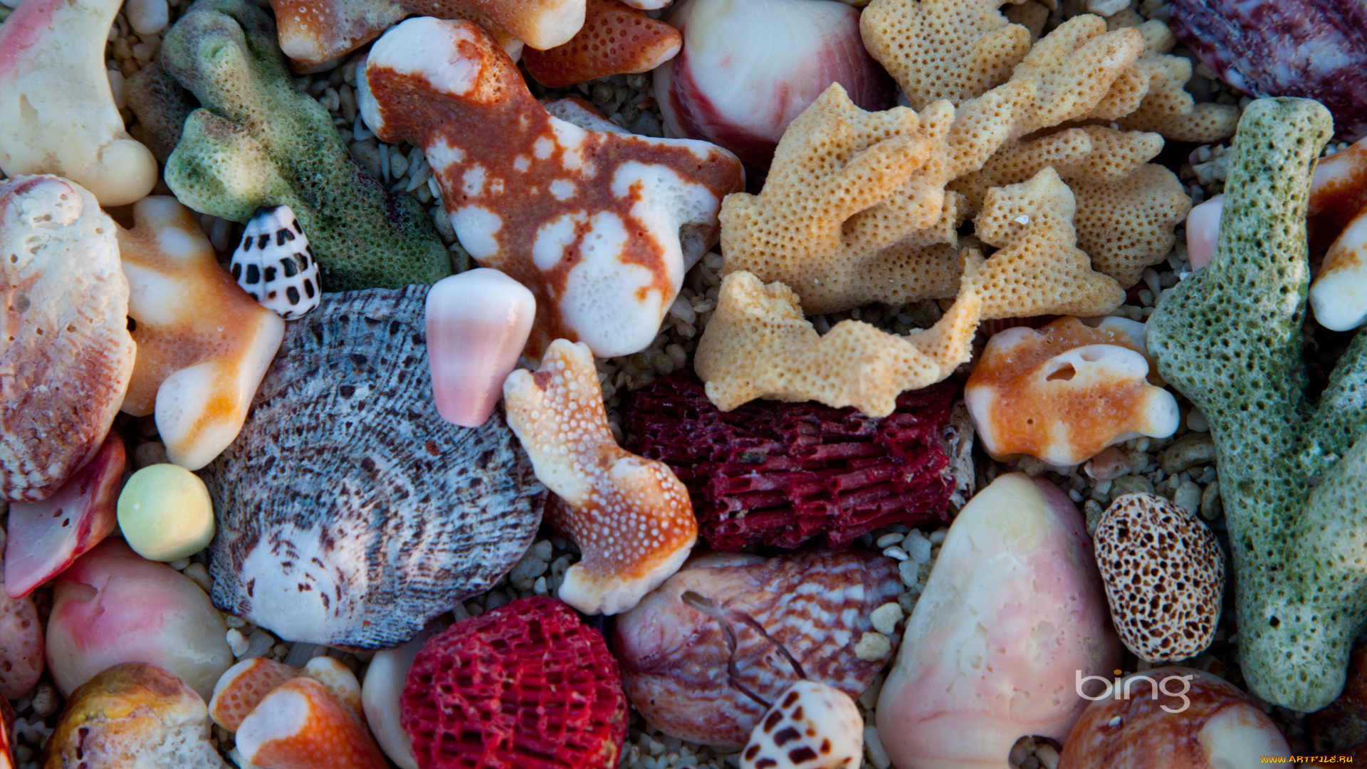 разное, ракушки, кораллы, декоративные, spa, камни, коралы, цвета