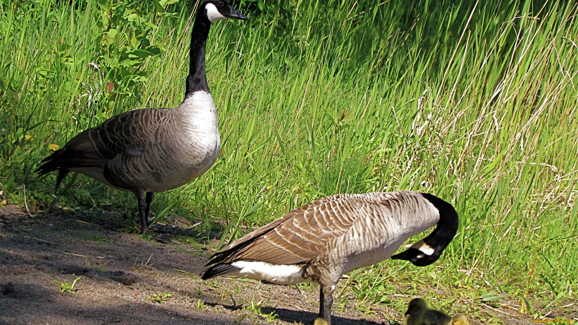 животные, гуси, казарка, утята