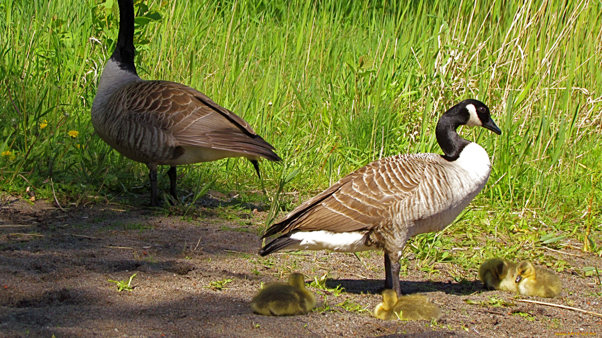 животные, гуси, казарка, утята