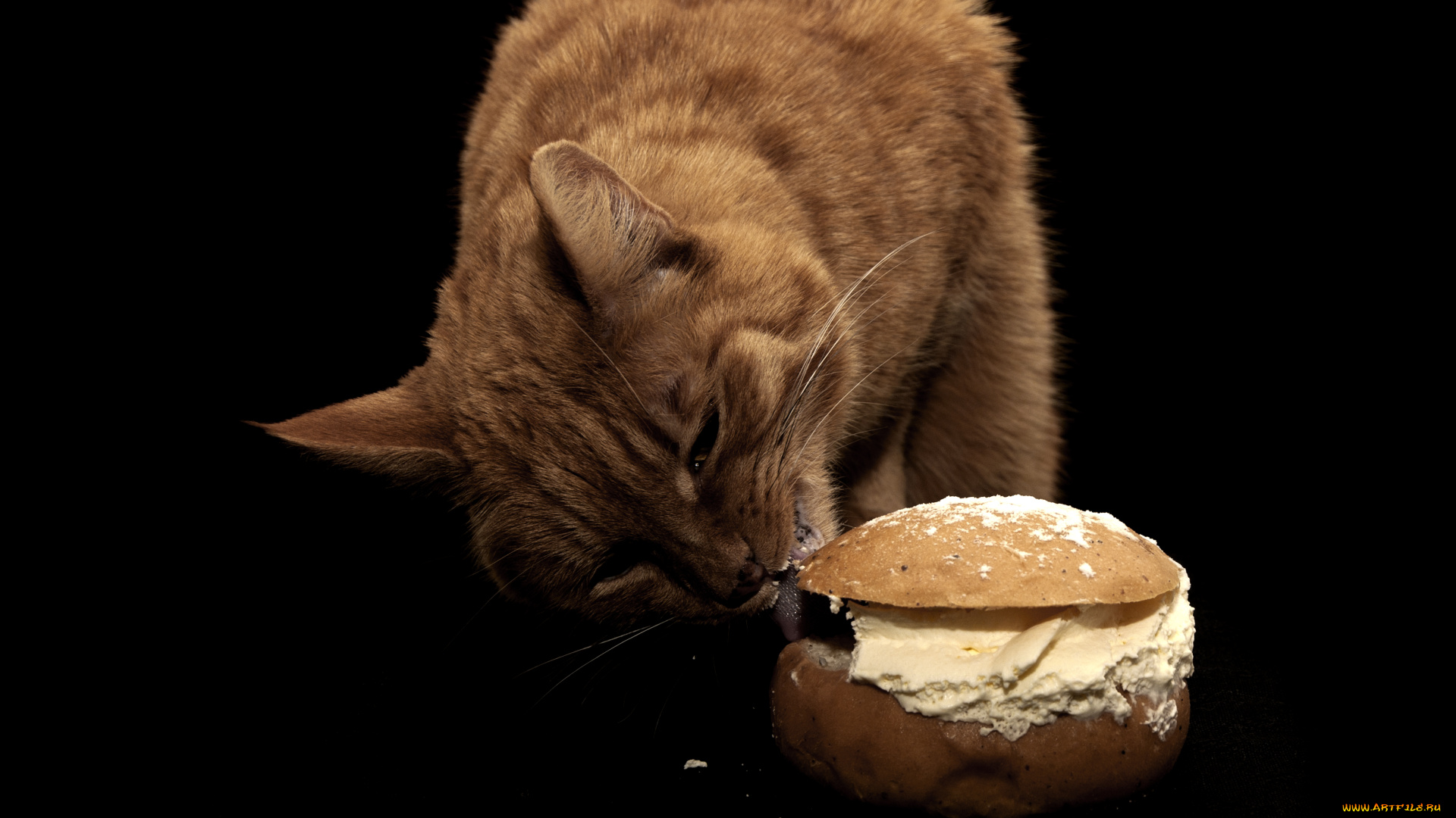 животные, коты, булка, крем, сладкоежка, рыжий, кот