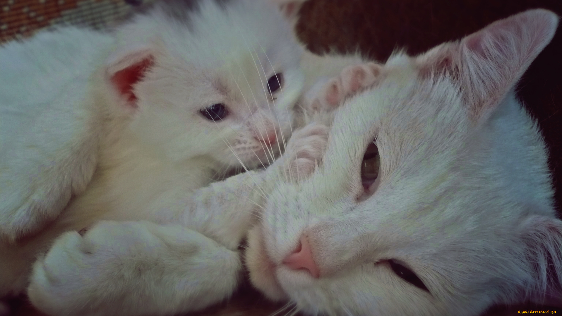 животные, коты, котёнок, кошка, белые