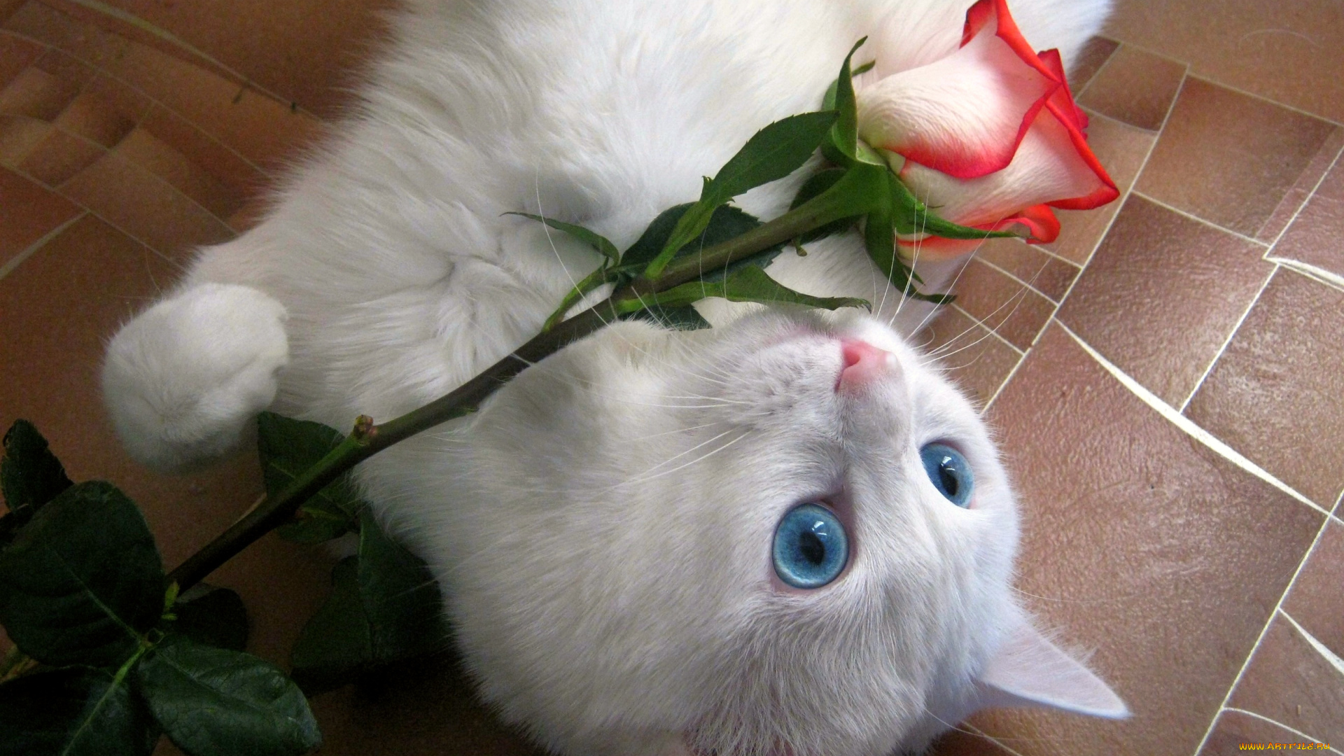 животные, коты, роза