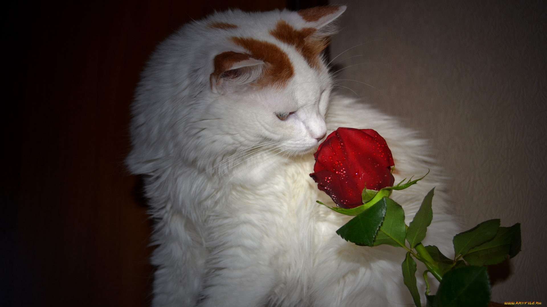 животные, коты, роза