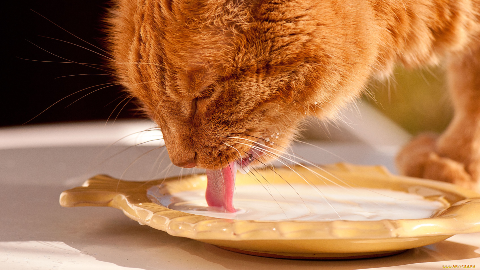 животные, коты, рыжий, кот, молоко, язык, морда, лакает