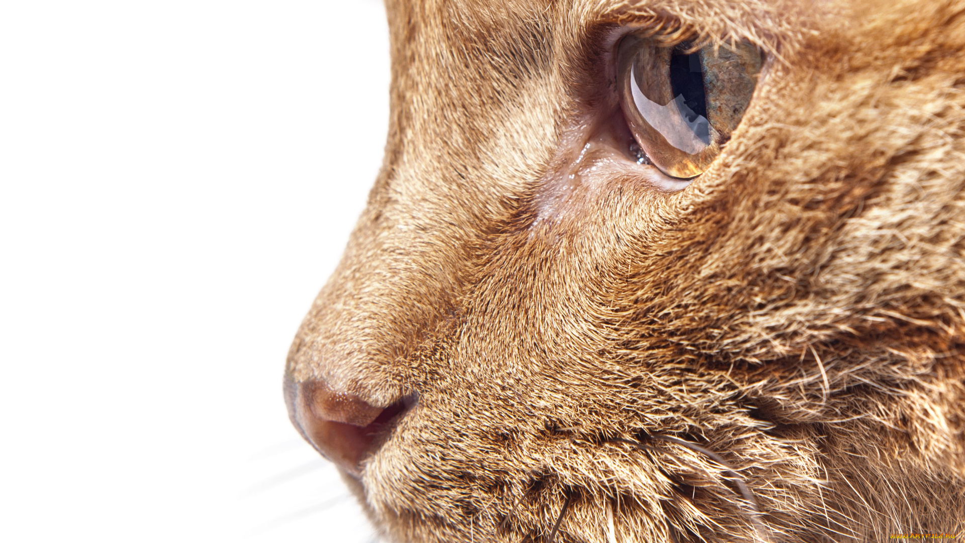 животные, коты, рыжий, кот, морда