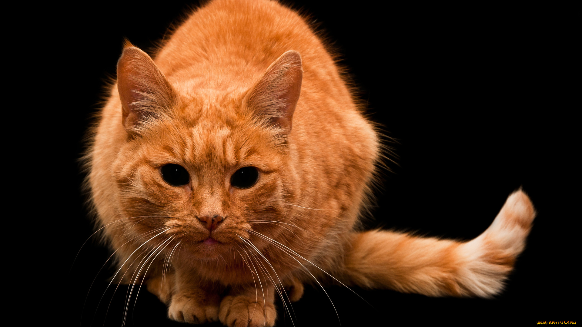 животные, коты, рыжий, кот, взгляд