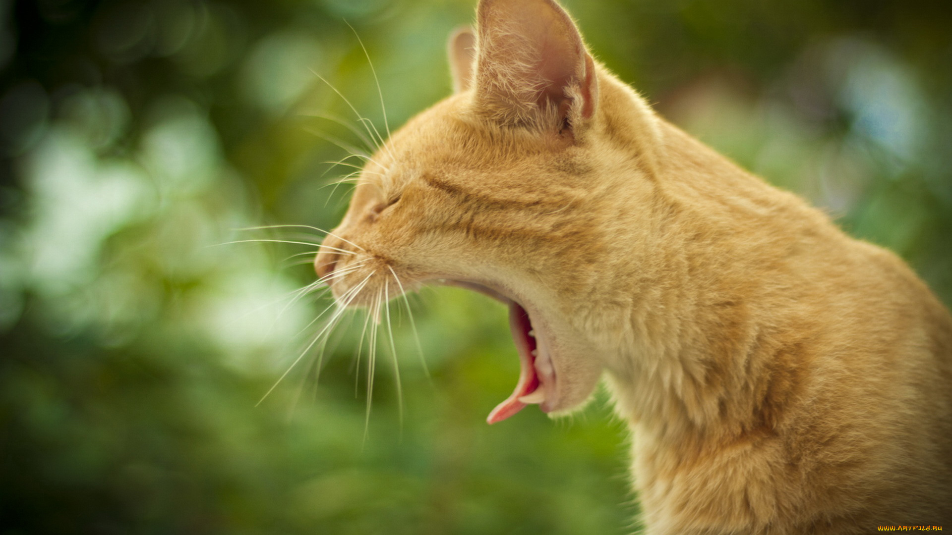 животные, коты, рыжий, кот, зевает