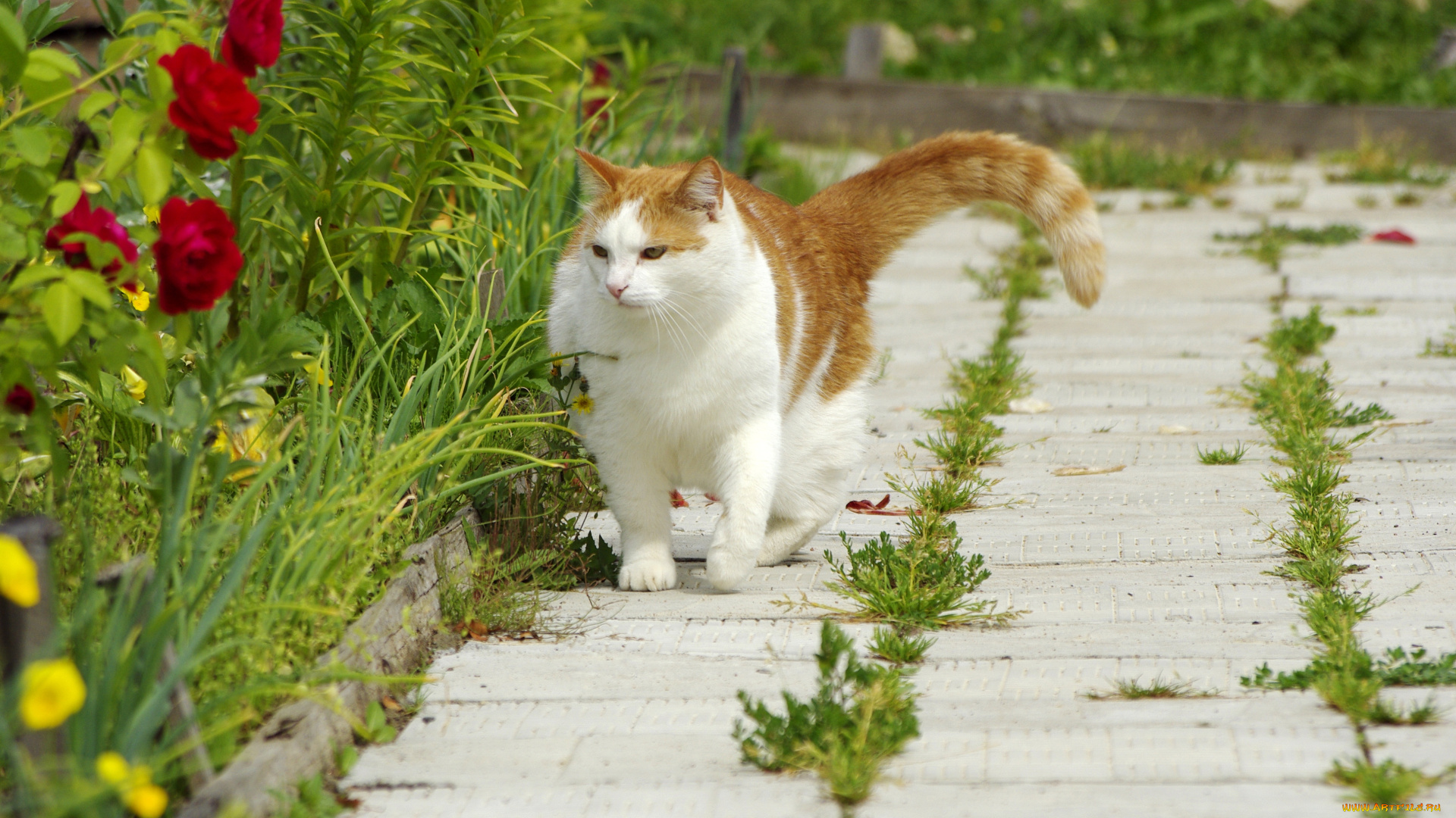 животные, коты, трава, цветы