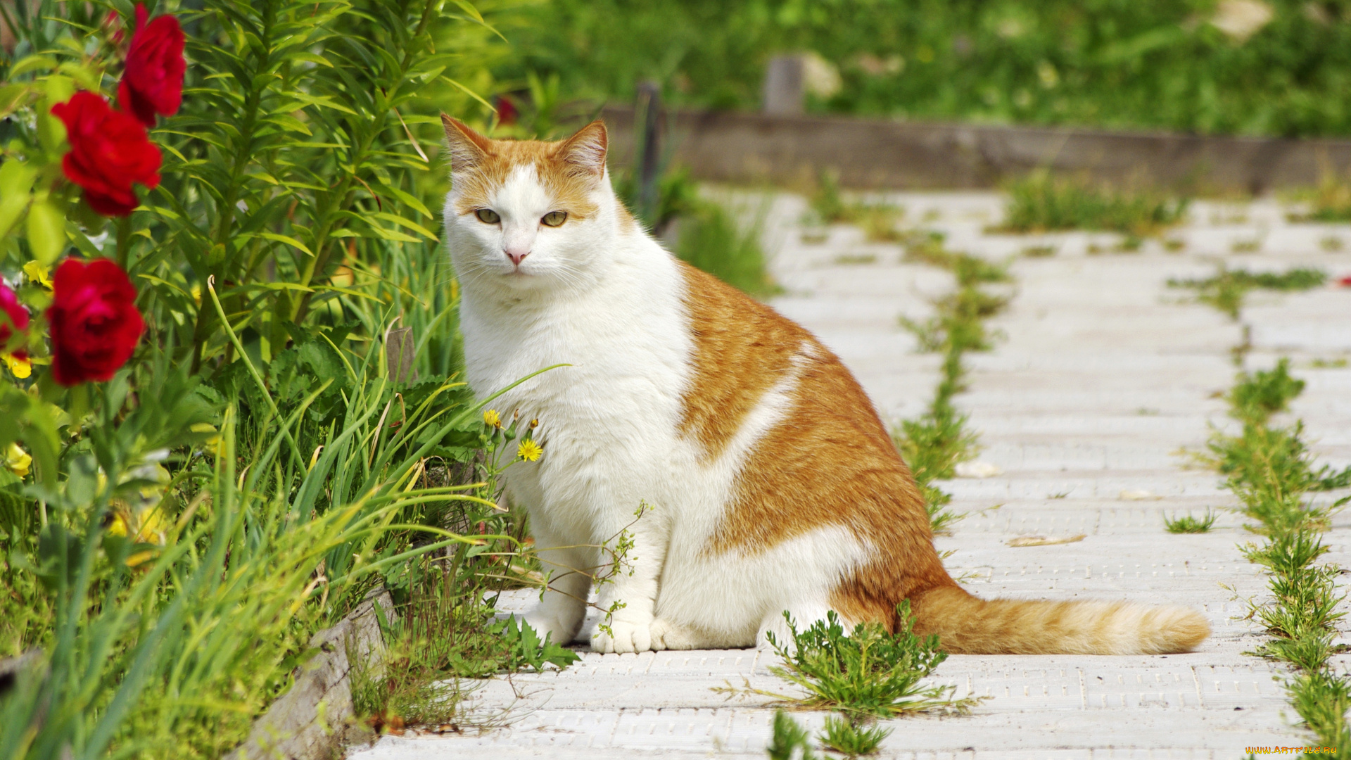 животные, коты, трава, цветы